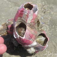 Image of titan acorn barnacle