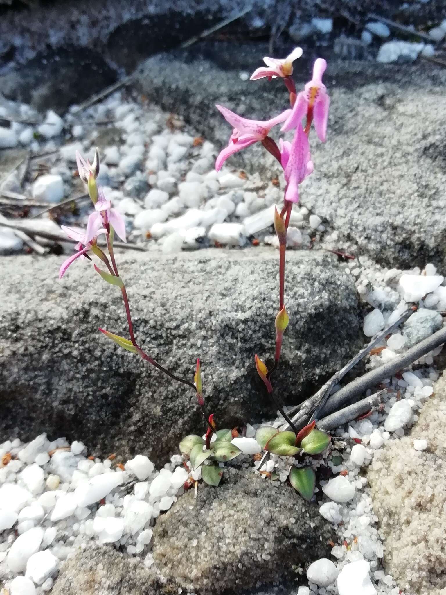 Image of Disa obliqua subsp. clavigera (Lindl.) Bytebier