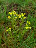 Image of Triphysaria versicolor subsp. faucibarbata (A. Gray) T. I. Chuang & L. R. Heckard