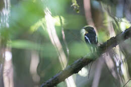 Image of Rufous-chested Flycatcher