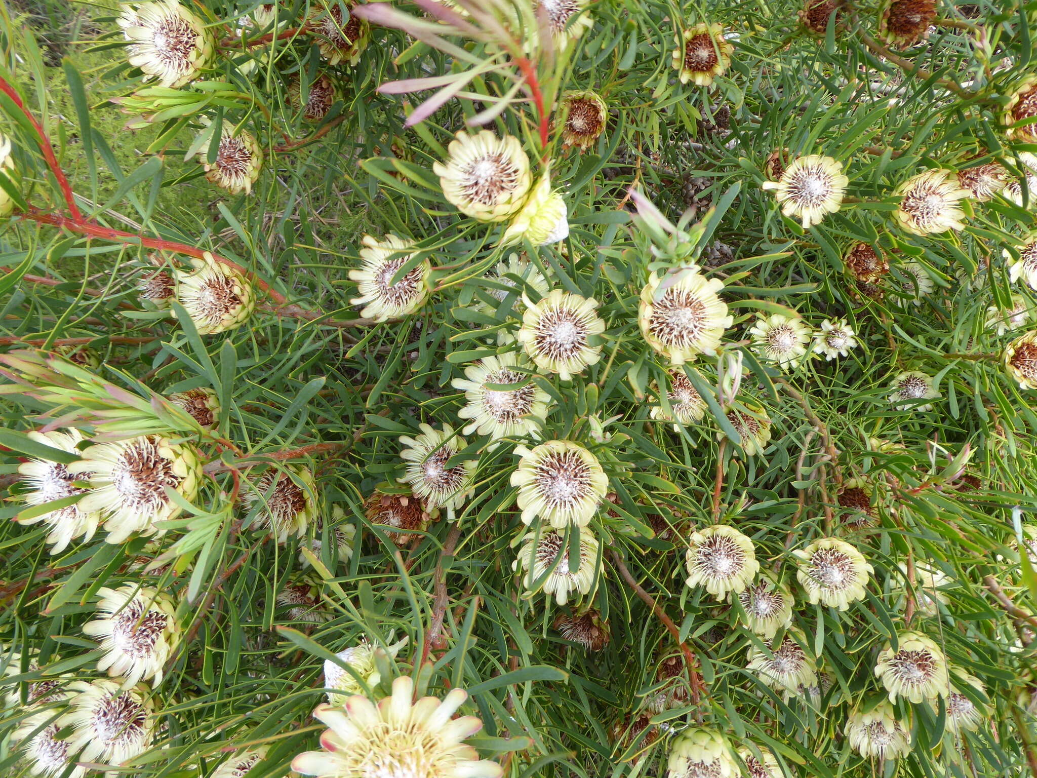 Plancia ëd Protea scolymocephala (L.) Reich.