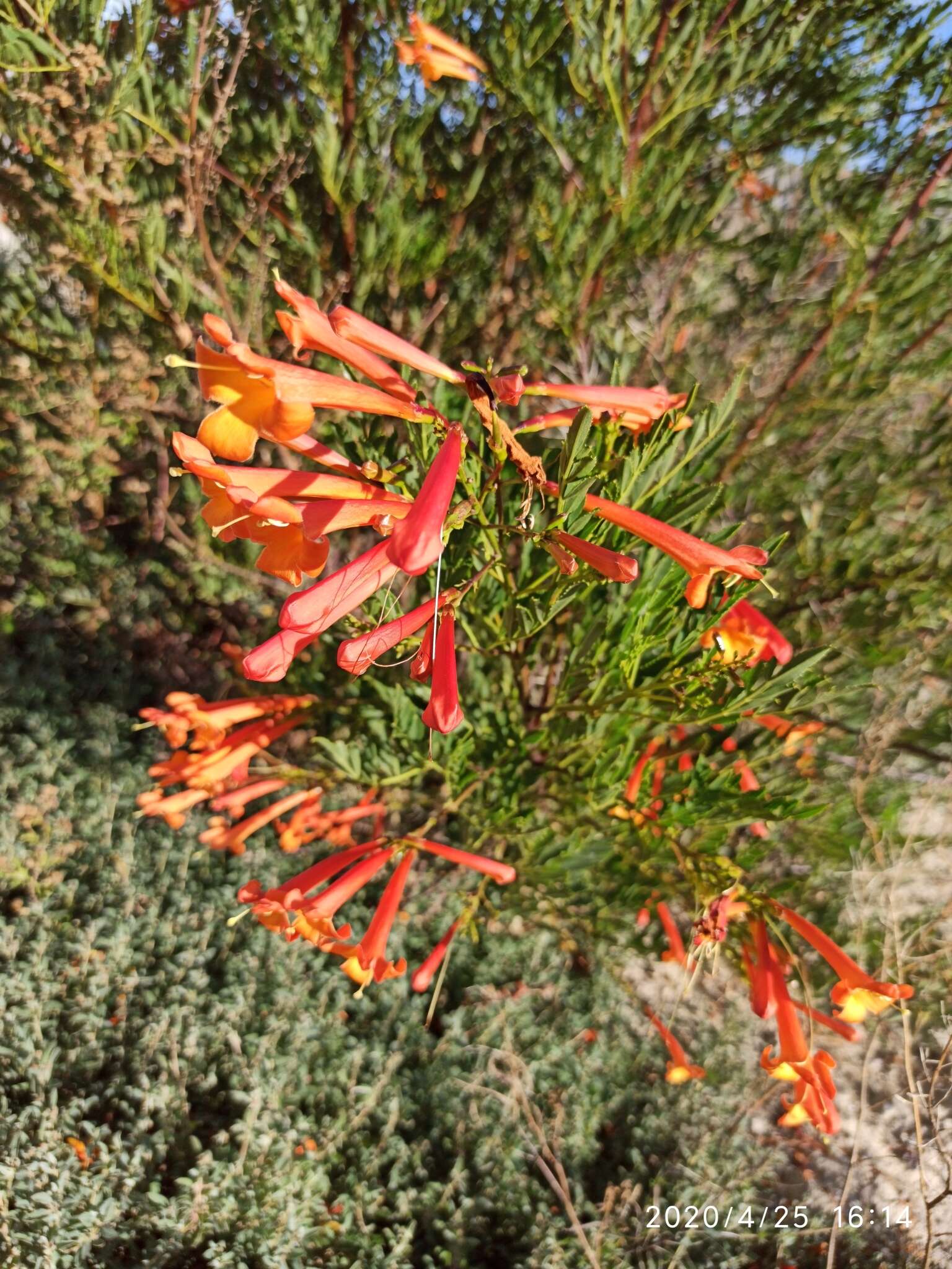 Image of Tecoma fulva subsp. garrocha (Hieron.) J. R. I. Wood