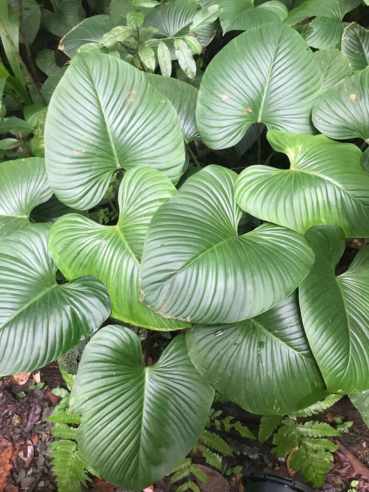 Sivun Philodendron grandipes K. Krause kuva