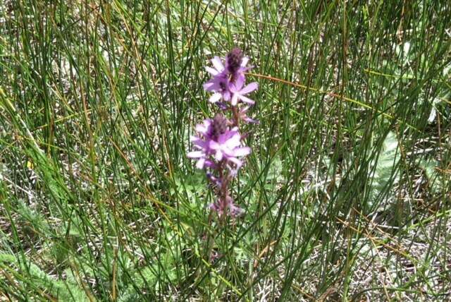 Image of birdfoot checkerbloom