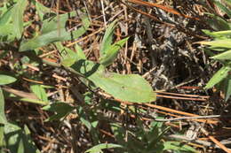 Image de Solidago nemoralis subsp. nemoralis