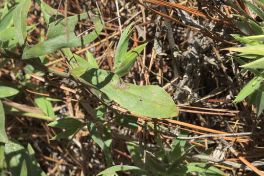 Image of gray goldenrod