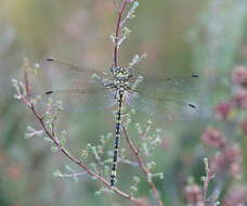 Image of Eusynthemis virgula (Selys 1874)