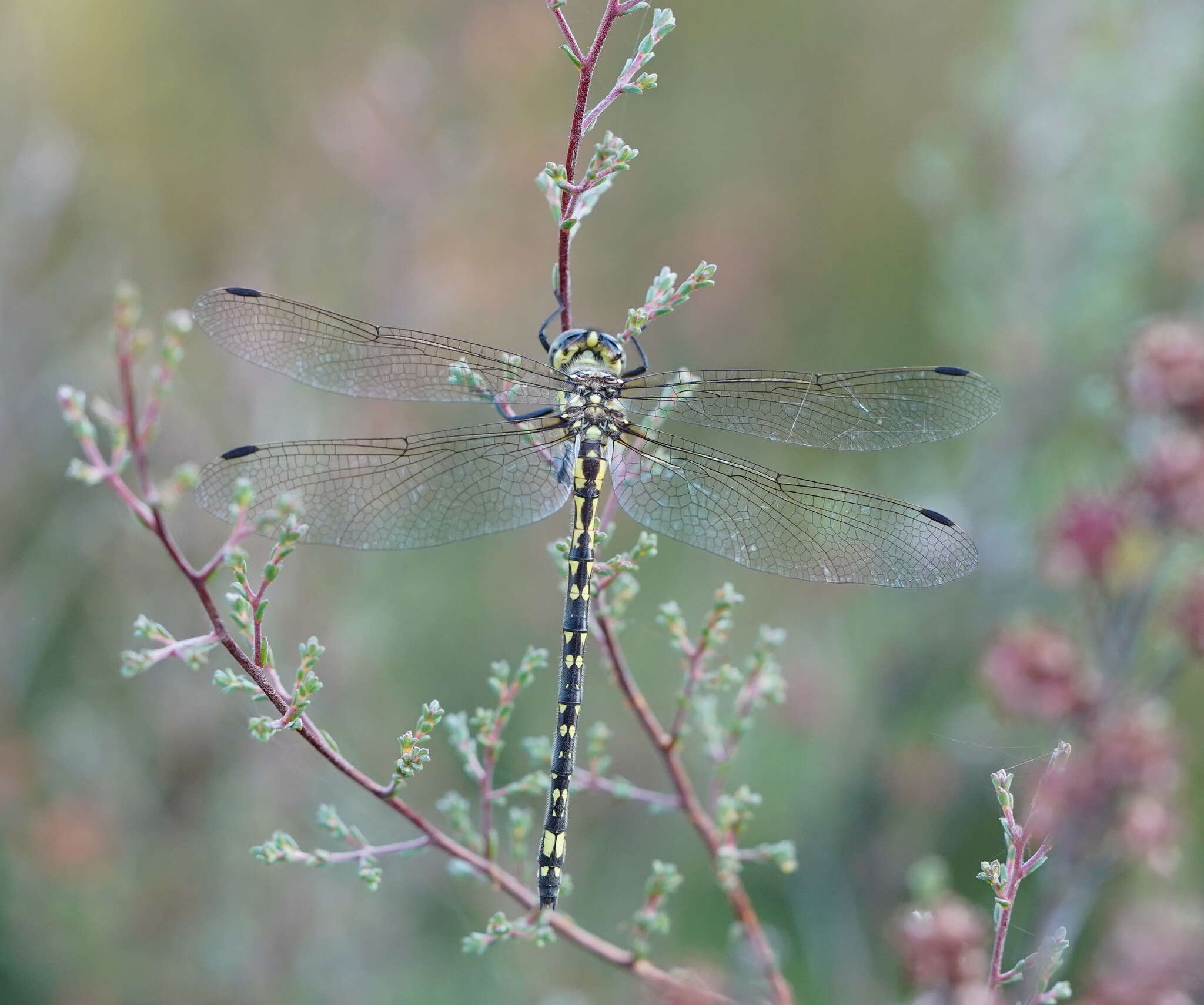 Image of Eusynthemis virgula (Selys 1874)