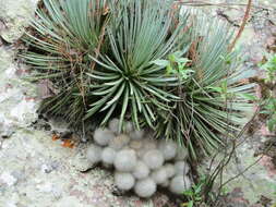 Image of Agave rzedowskiana P. Carrillo, Vega & R. Delgad.