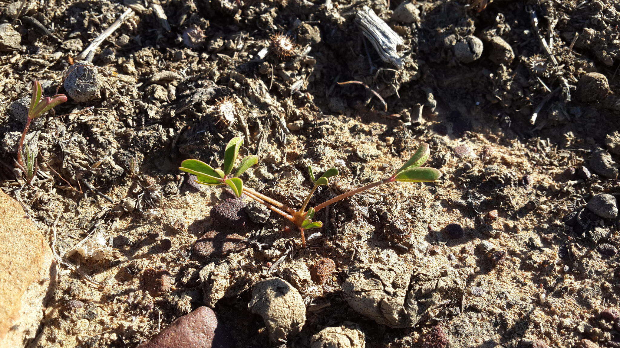 Image of Oxalis dines Ornduff