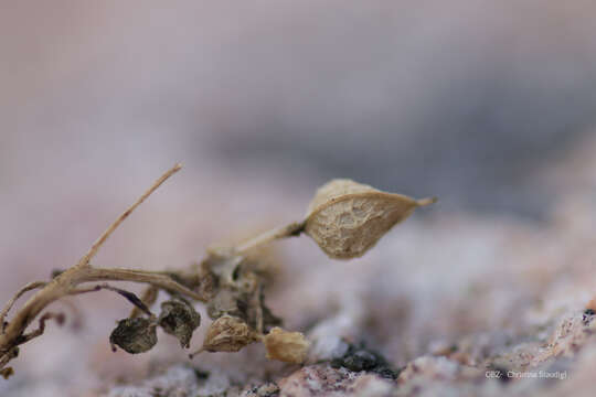 Image of Cochlearia anglica L.