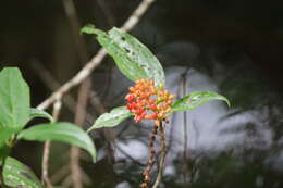 Image de Viburnum urceolatum Sieb. & Zucc.