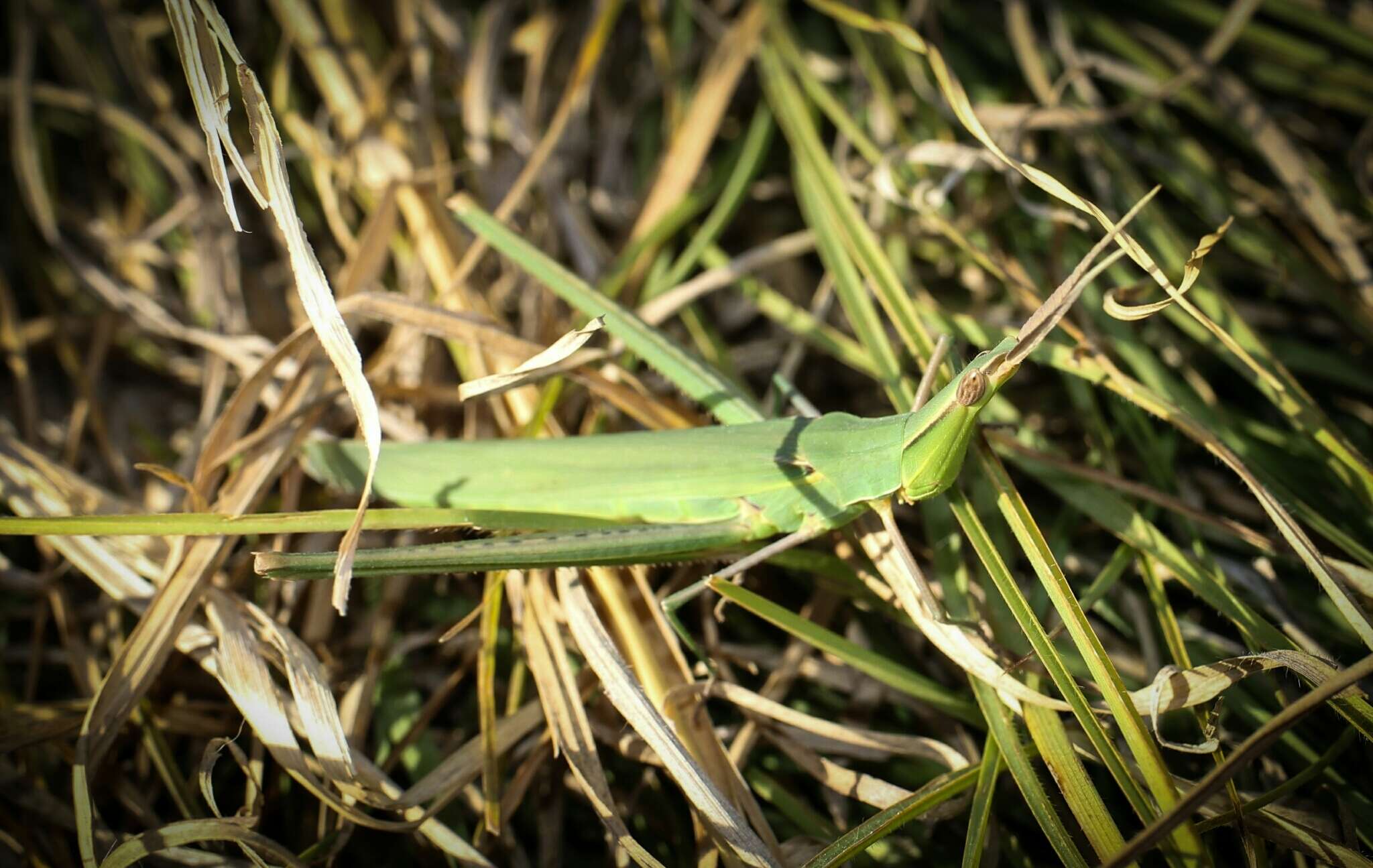 Acrida ungarica (Herbst 1786)的圖片