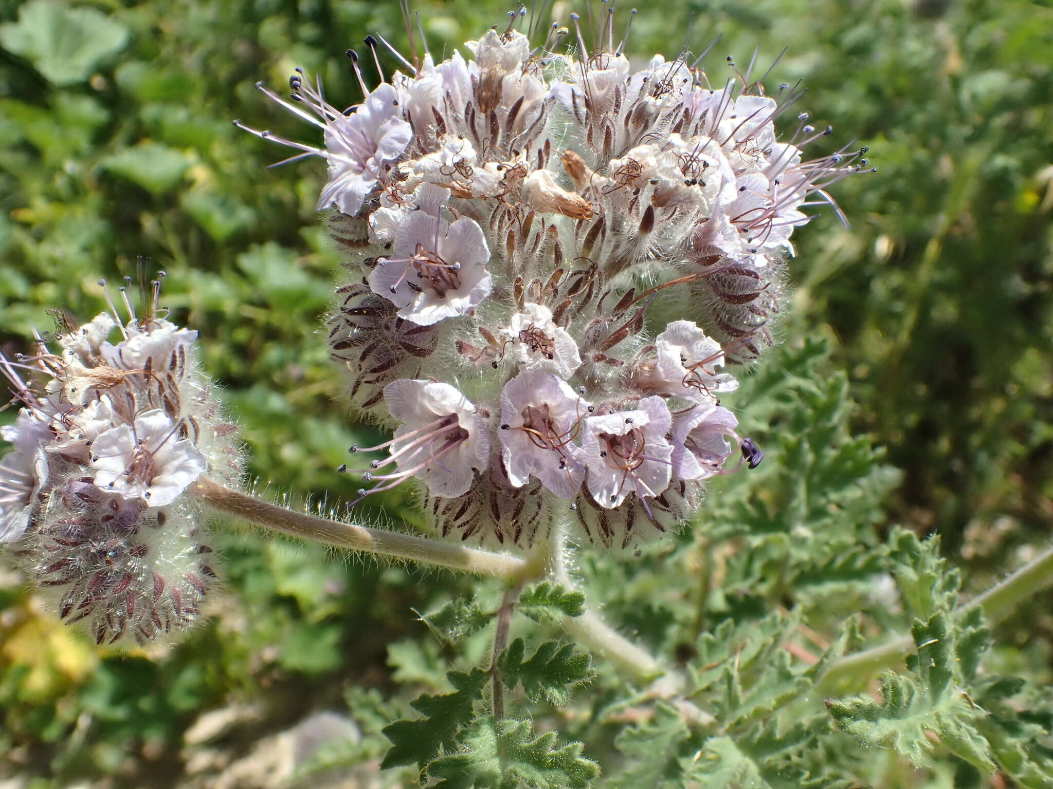 Phacelia hubbyi (J. F. Macbr.) Garrison的圖片