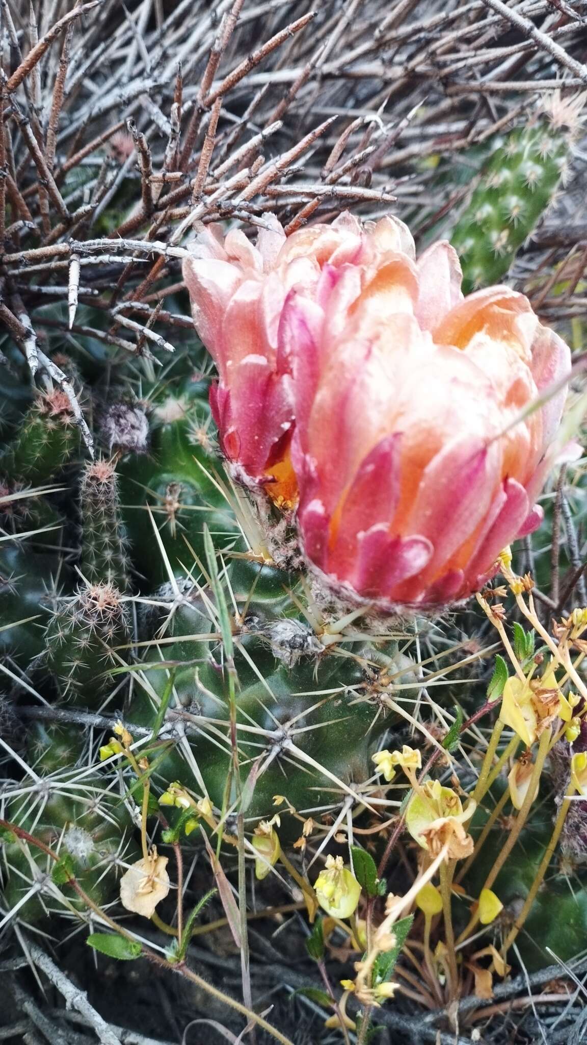 Imagem de Austrocactus coxii (K. Schum.) Backeb.