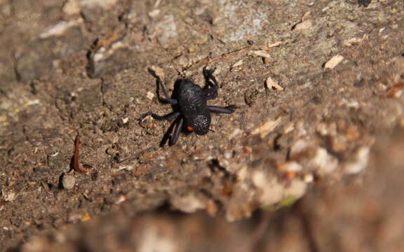 Image of Black tree weevil