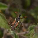 Image de Rhynocoris punctiventris (Herrich-Schaeffer 1848)