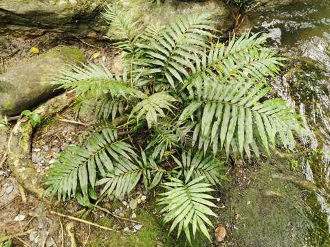 Слика од Meniscium angustifolium Willd.