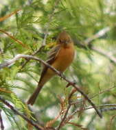 Image of Mitrephanes phaeocercus tenuirostris Brewster 1888