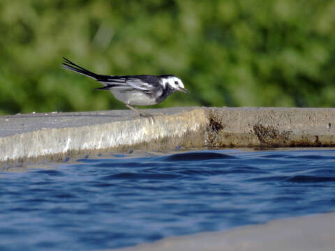 Image of Motacilla alba yarrellii Gould 1837