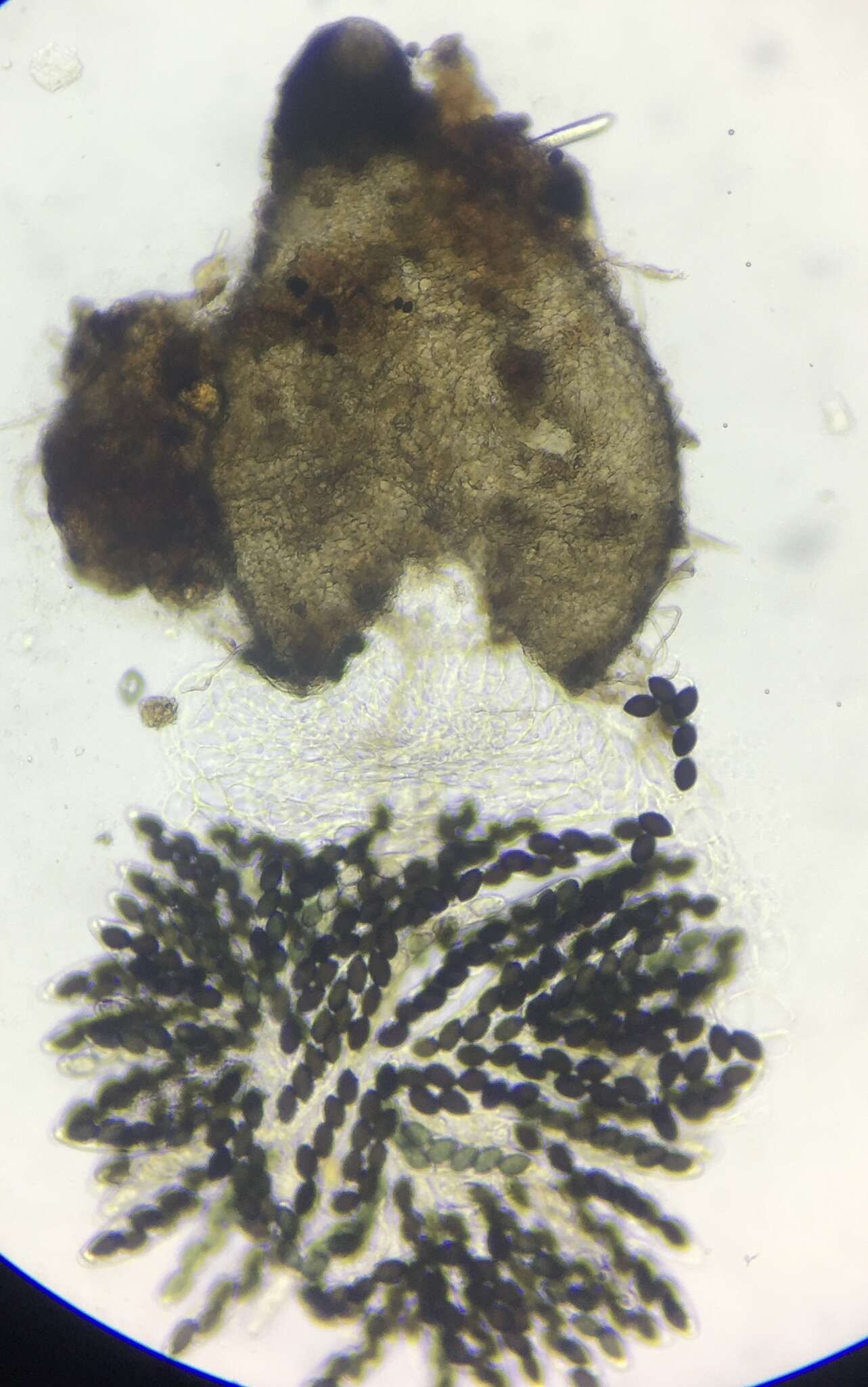 Image of Schizothecium miniglutinans (J. H. Mirza & Cain) N. Lundq. 1972