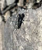 Image of Cicindela (Cicindelidia) rufiventris hentzii Dejean 1831