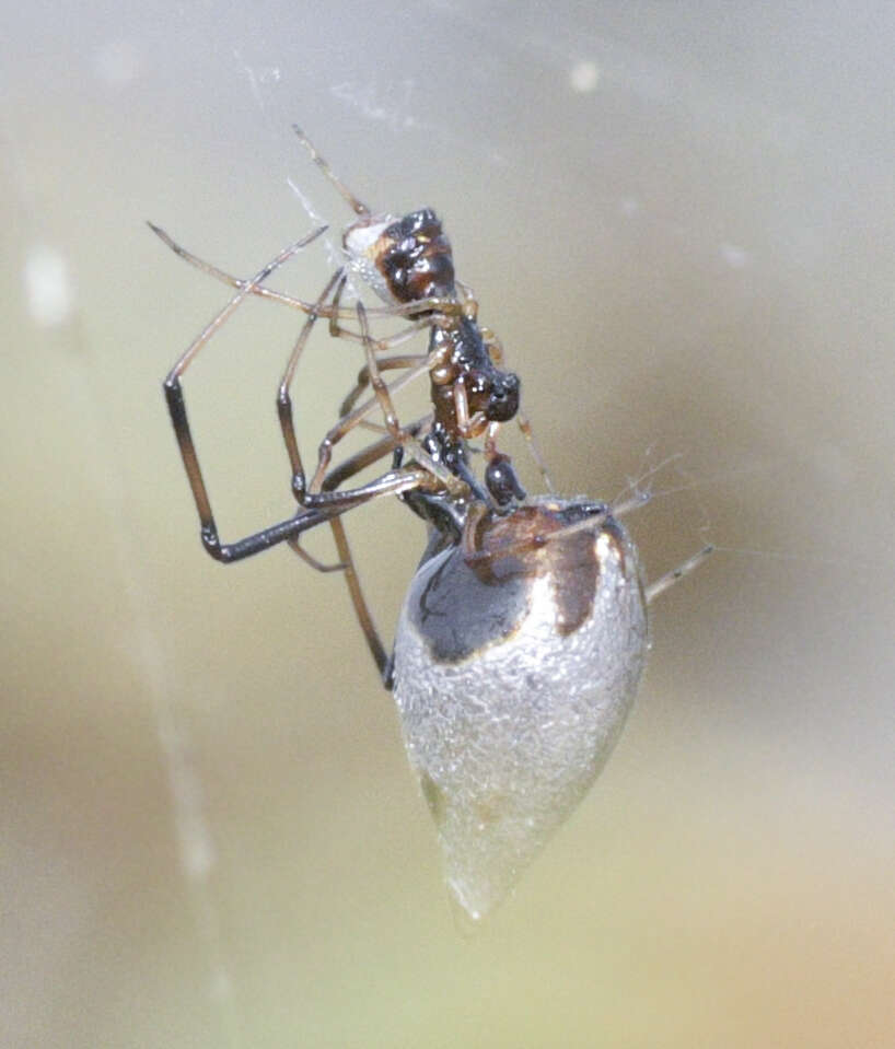 Imagem de Argyrodes elevatus Taczanowski 1873