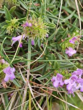 Sivun Satureja subspicata subsp. liburnica kuva