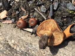 Image of Pholiota castanea A. H. Sm. & Hesler 1968