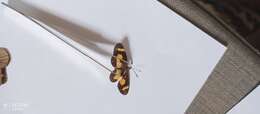 Acraea sotikensis karschi Aurivillius 1898 resmi