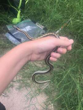 Plancia ëd Thamnophis cyrtopsis cyrtopsis (Kennicott 1860)