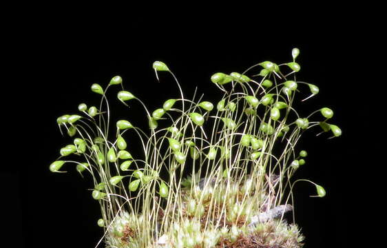 Image of funaria moss