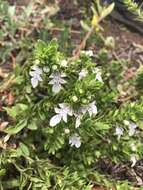 Image of Teucrium townsendii Vasey & Rose