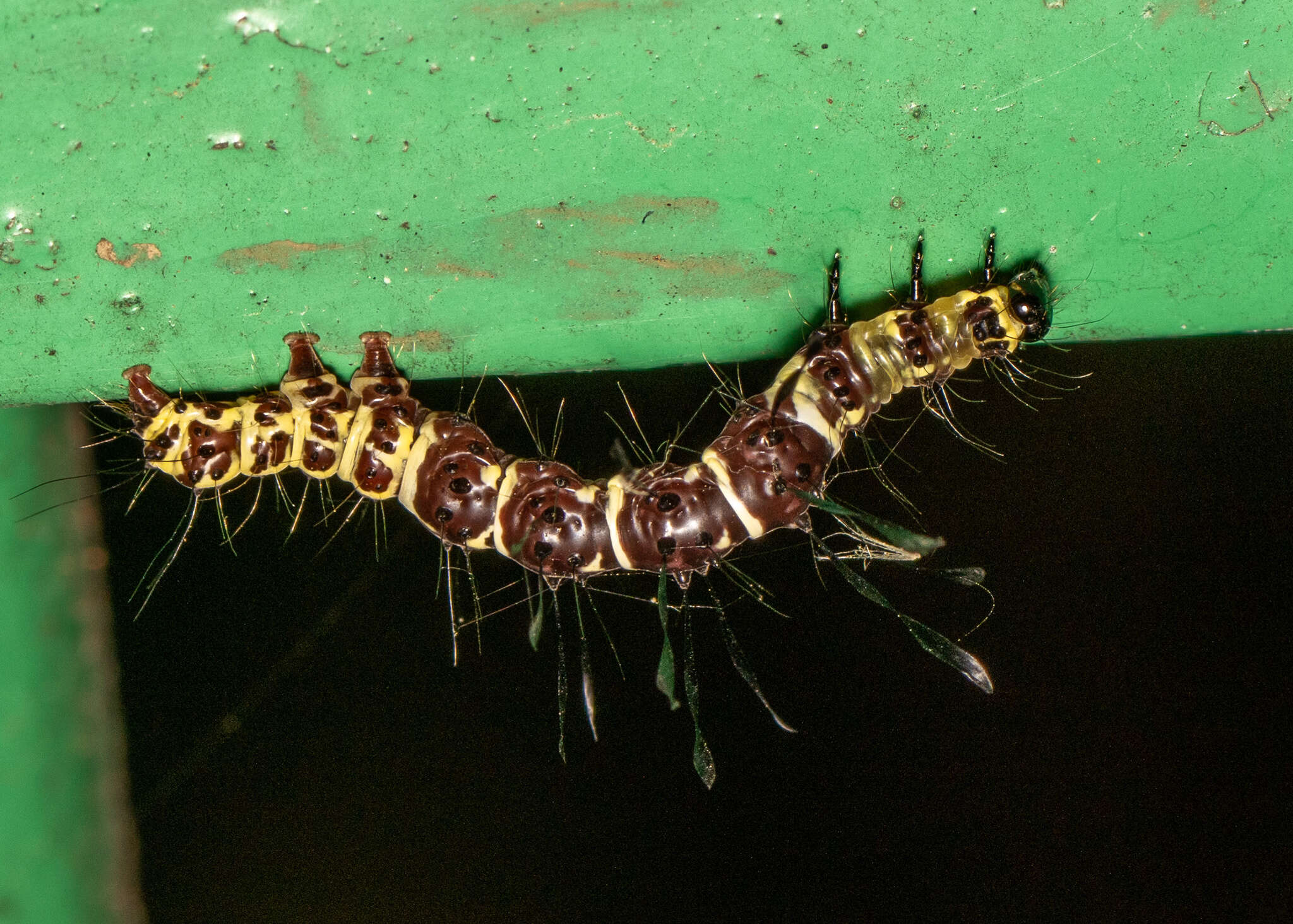 Image of Tinolius hypsana Swinhoe 1889