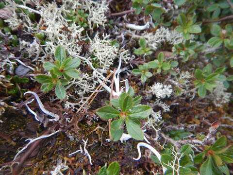 Image of Rhododendron redowskianum Maxim.