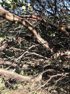 Image of shagbark manzanita