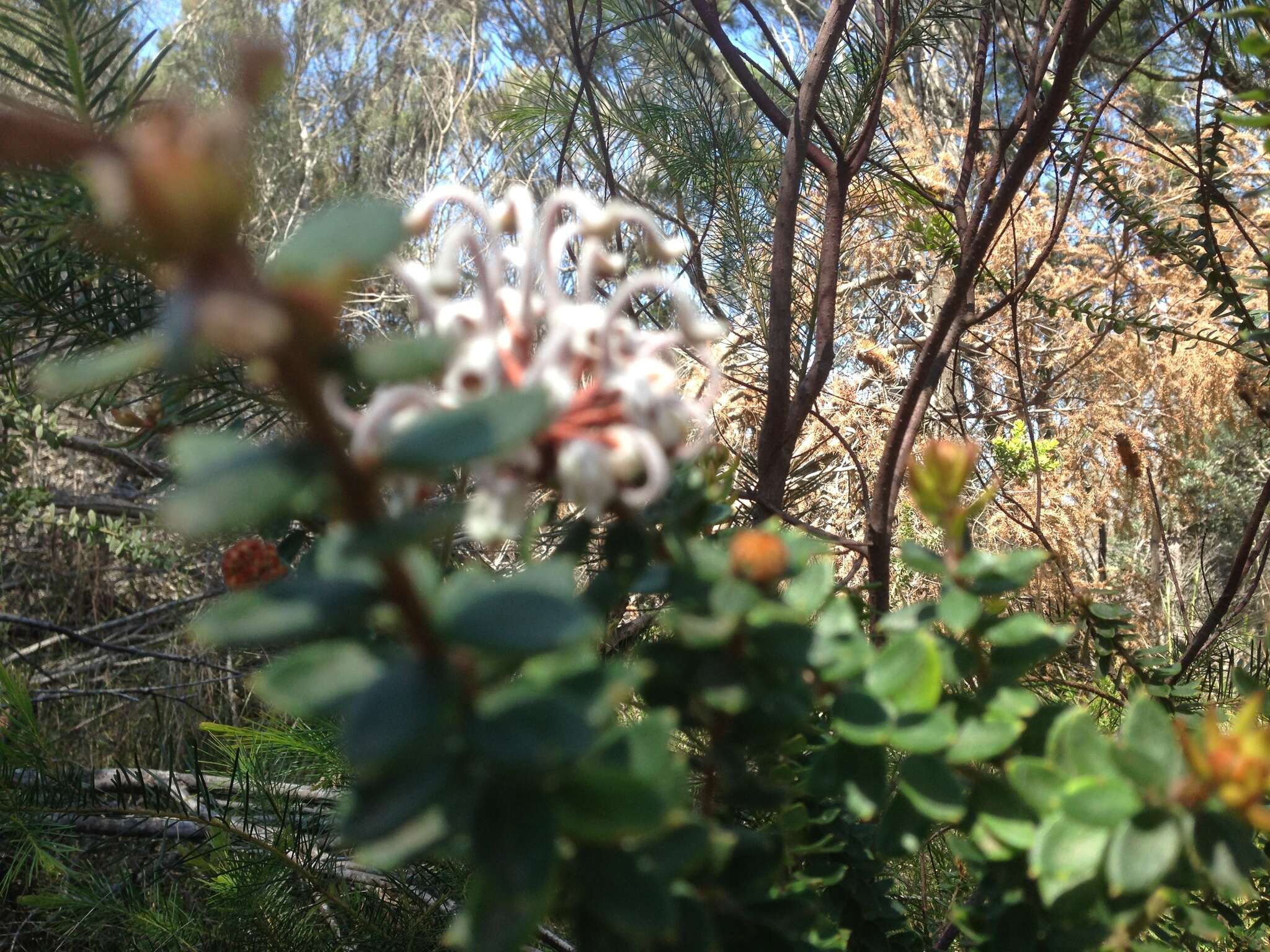 Image of Grevillea buxifolia (Sm.) R. Br.