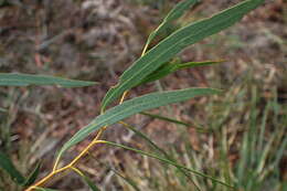 Слика од Eucalyptus amygdalina Labill.