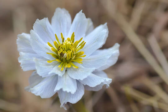 Image of Trollius lilacinus Bunge