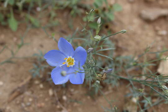 Image of marked gilia