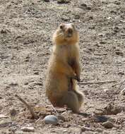 Image of Yellow Ground Squirrel