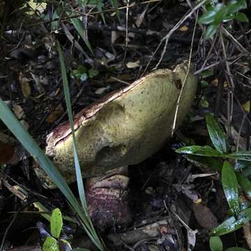 Image of Butyriboletus loyo (Phillippi) Mikšík 2015