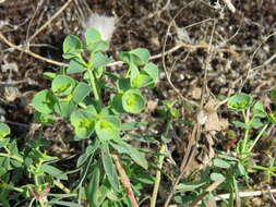 Euphorbia portlandica L. resmi