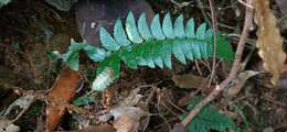 Image de Polystichum prionolepis Hayata