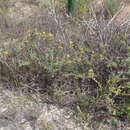 Image of Helichrysum revolutum (Thunb.) Less.