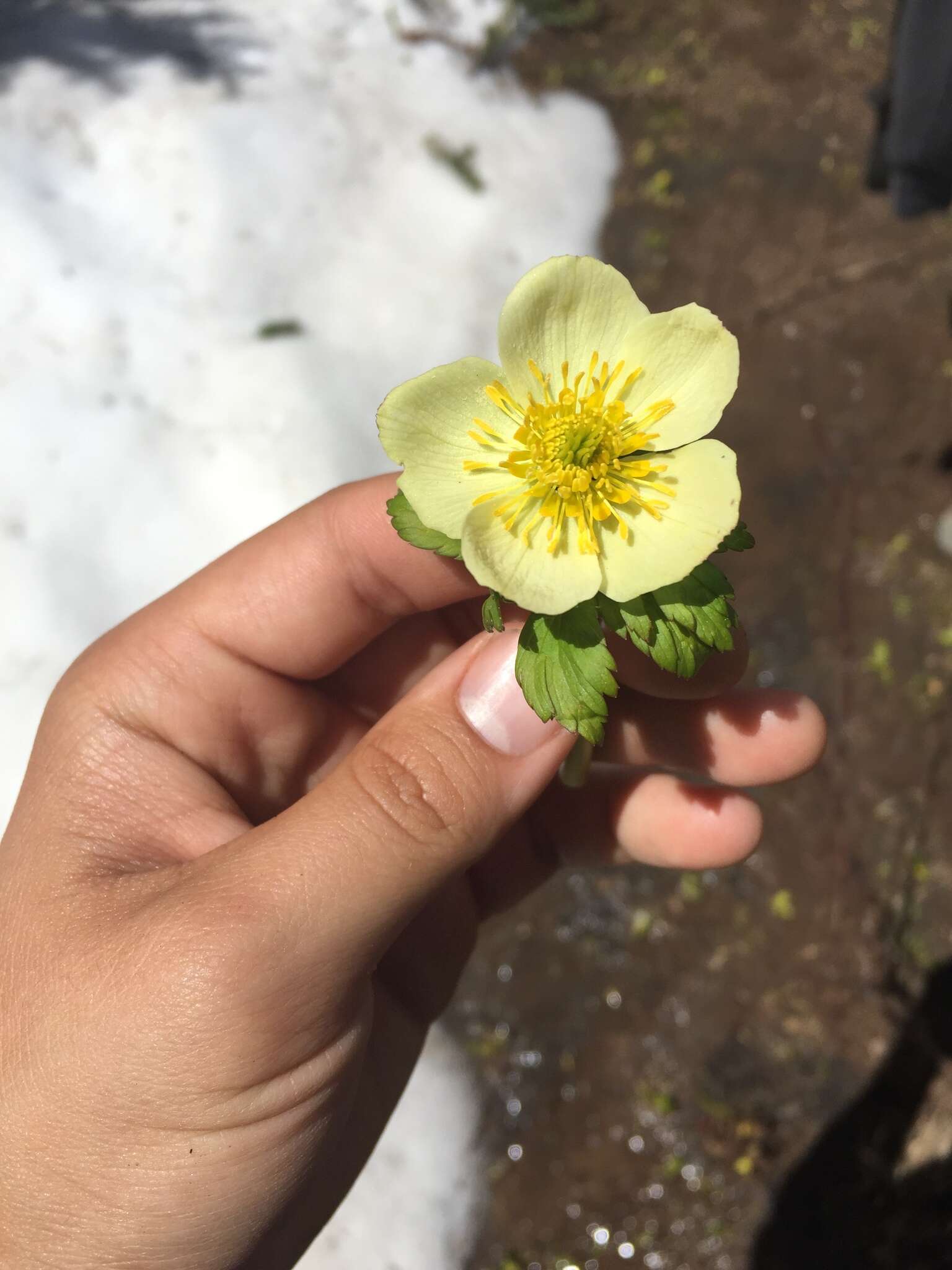 Image of American globeflower