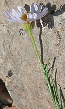 Image de Erigeron pulcherrimus A. A. Heller