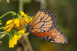 صورة Danaus (Anosia) gilippus Cramer 1775