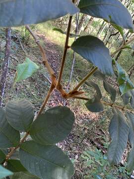 Imagem de Diploglottis cunninghamii (Hook.) J. D. Hook.