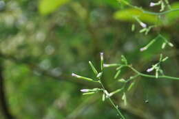 Image of Paraprenanthes sororia (Miq.) C. Shih